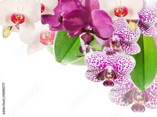 Obraz Beautiful floral background with orchids 