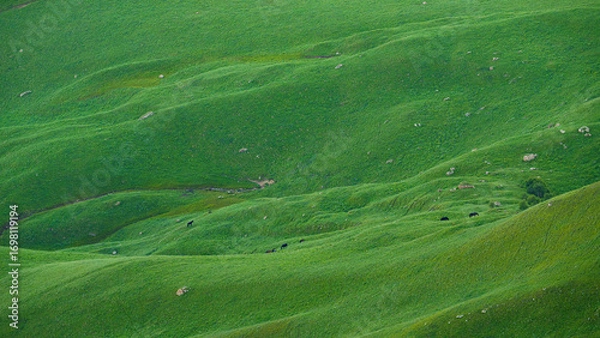 Fototapeta Aerial panoramic view of the green hills with a grazing herd of black horses on field in Bolshoy Bermamyt plateau, at daytime, Stavropol Krai, Russia