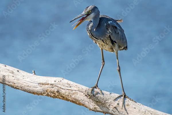 Obraz A gray heron with its beak open is perched on a dead tree trunk on a pond