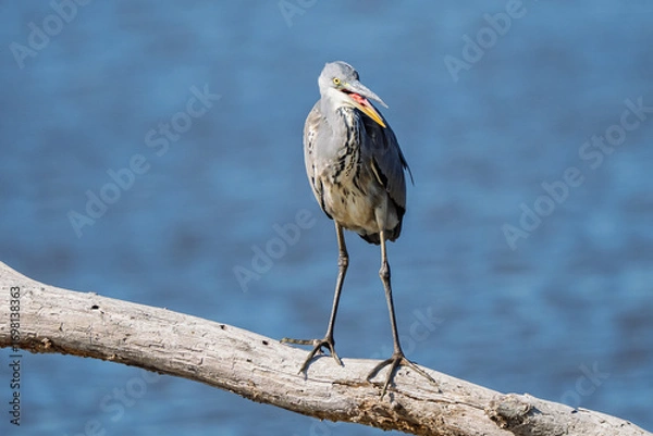 Obraz A gray heron with its beak open is perched on a dead tree trunk on a pond