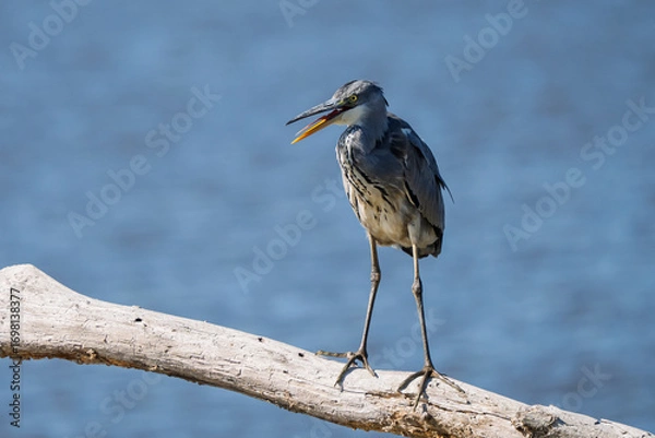 Obraz A gray heron with its beak open is perched on a dead tree trunk on a pond