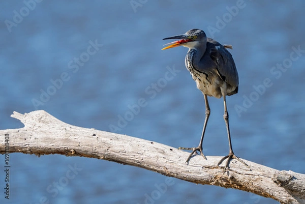 Obraz A gray heron with its beak open is perched on a dead tree trunk on a pond