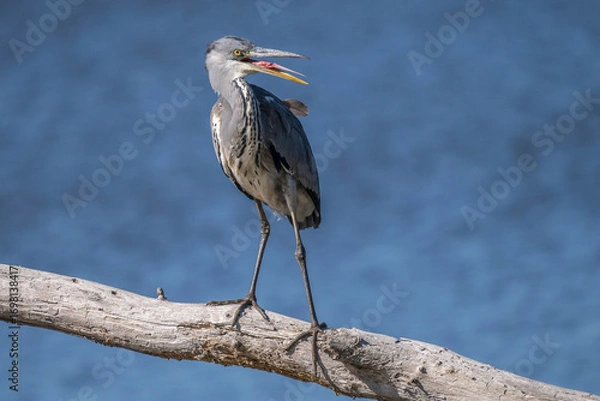 Obraz A gray heron with its beak open is perched on a dead tree trunk on a pond