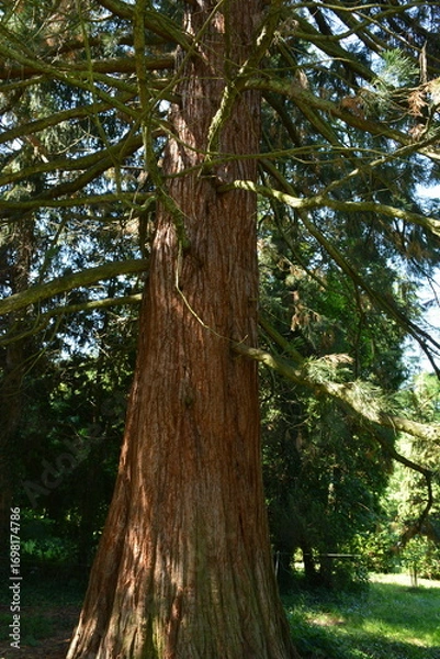 Obraz A large old coniferous sequoia tree with a brown thick trunk
