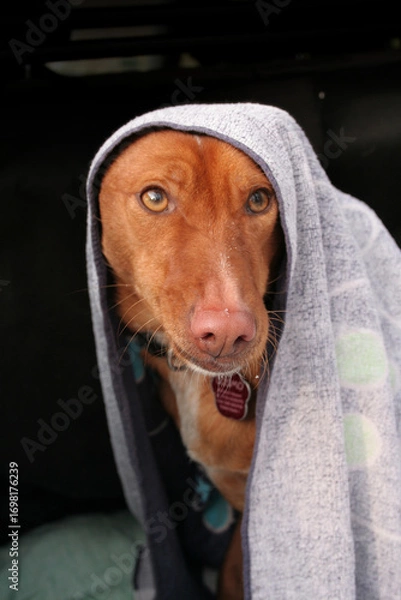 Fototapeta Junger Hund mit einem Handtuch auf dem Kopf, roter Podenco Mischling mit nasser Schnauze wird nach dem Spaziergang abgetrocknet
