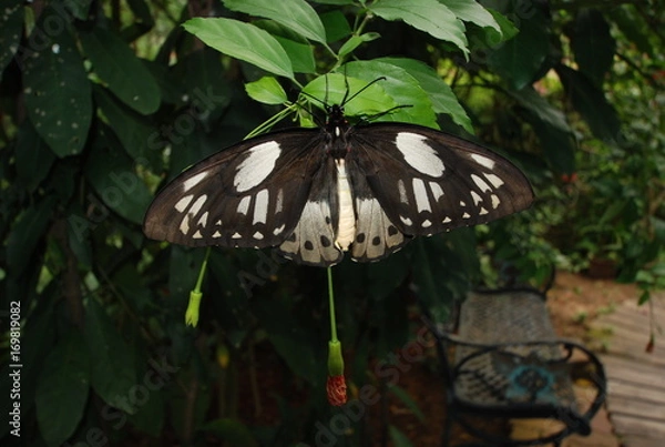 Fototapeta butterfly