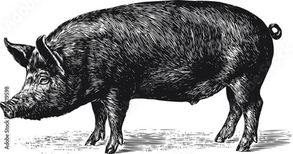 Fototapeta Pig vector hand drawn line art, vintage pig engraving in detailed black — stock vector