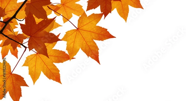 Fototapeta Autumn's Embrace: A captivating image of vibrant autumn leaves, rendered in stunning detail, forming a delicate border. The rich golden hues showcase nature's artistry.