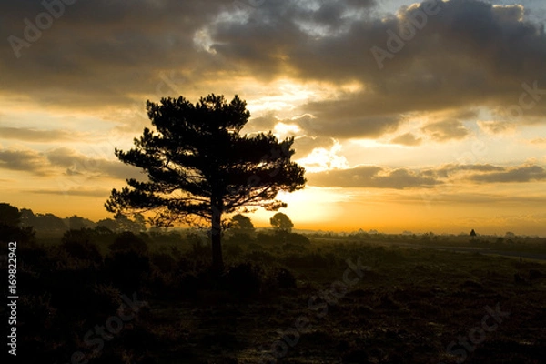 Fototapeta New Forest Tree at Sunset