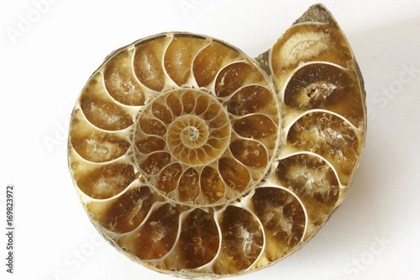 Obraz Ammonite