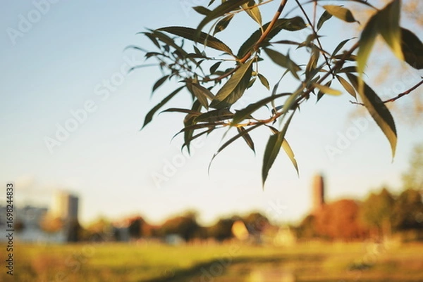 Fototapeta Leaves with blurred summer park background.Blurred landscape with green trees and houses in the background, photographed through leaves in the foreground. Atmospheric summer view with soft bokeh and d
