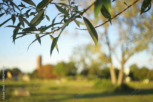 Fototapeta Leaves with blurred summer park background.Blurred landscape with green trees and houses in the background, photographed through leaves in the foreground. Atmospheric summer view with soft bokeh and d