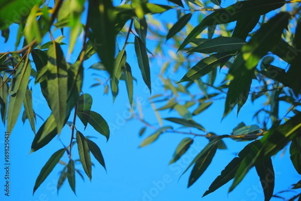 Fototapeta Green leaves against bright blue sky.Close-up of green leaves on branches with a clear blue summer sky in the background. Natural scene with fresh foliage and vibrant colors.