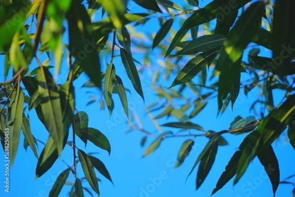 Fototapeta Green leaves against bright blue sky.Close-up of green leaves on branches with a clear blue summer sky in the background. Natural scene with fresh foliage and vibrant colors.