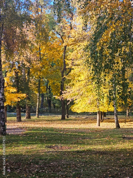 Obraz autumn park landscape with golden trees and sunlight shining through colorful leaves on the ground in seasonal forest scenic fall nature outdoor background tranquil peaceful atmosphere wallpaper