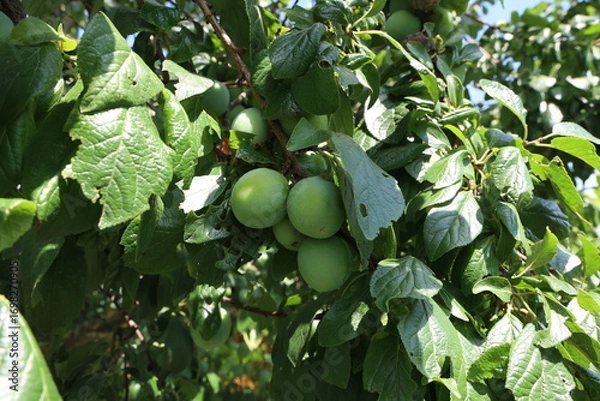 Fototapeta Plums ripen on a tree in the garden