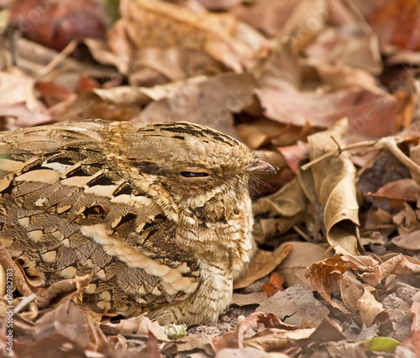 Obraz Long-tailed Nightjar close-up