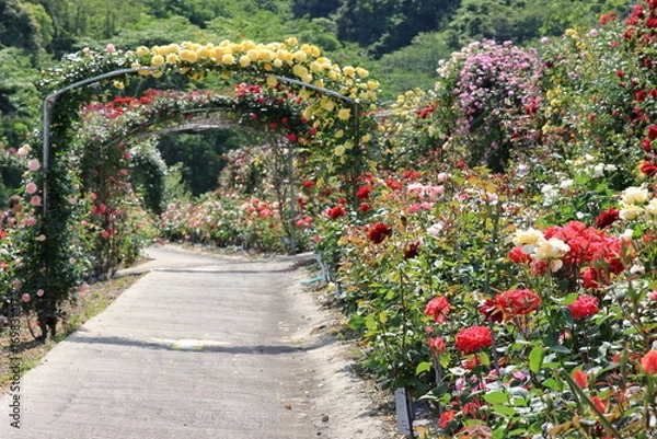 Obraz 満開のバラ園
