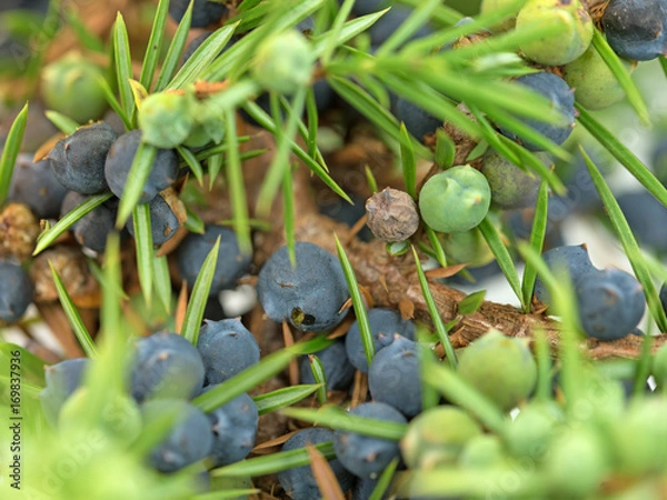 Fototapeta Wacholder, Juniperus, Wacholderbeeren