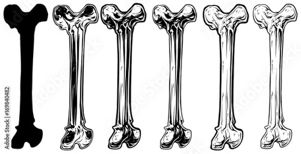 Obraz Graphic black and white human bone vector set