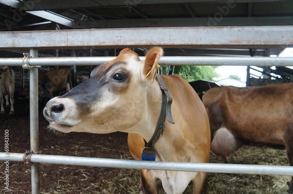 Fototapeta ジャージー牛