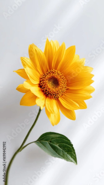 Fototapeta Single sunflower yellow petal white background minimal botanical natural light macro bright fresh stem leaf