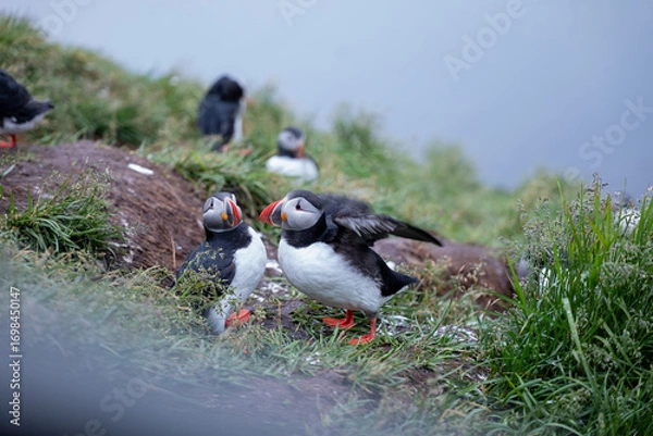 Obraz Puffins Perched on Cliffside with Ocean Behind
