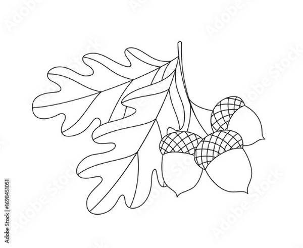 Fototapeta A branch of acorns and oak leaves. Black and white outline vector illustration. Coloring page for children