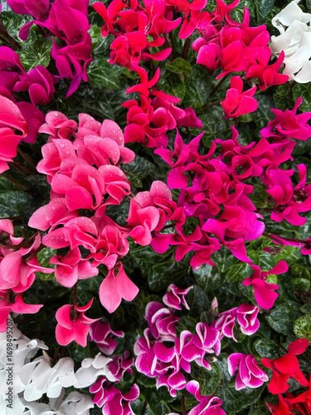 Obraz Colourful potted cyclamens coum