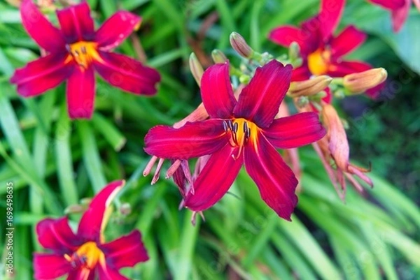 Fototapeta  Magnificent bright daylily flowers of an unusual shade.                              