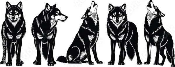 Fototapeta Detailed black and white wolf illustrations, various poses including standing, sitting, and howling, wild animal vector art, realistic nature wildlife design elements