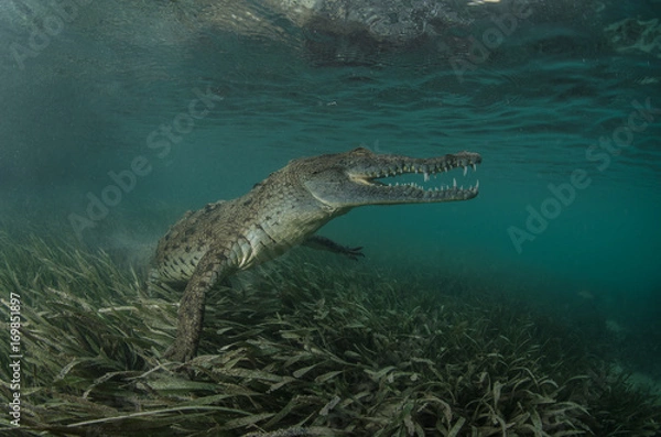 Obraz Graceful crocodile