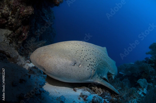 Fototapeta Leopard shark