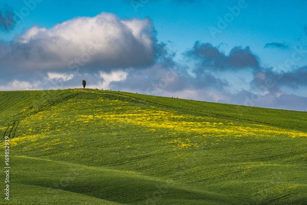 Obraz The lonely tree