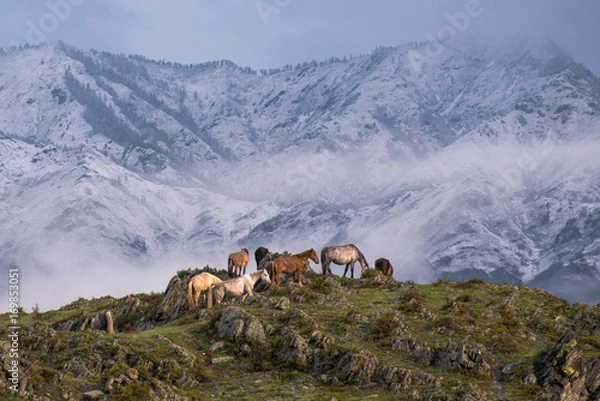 Obraz Mountain horses