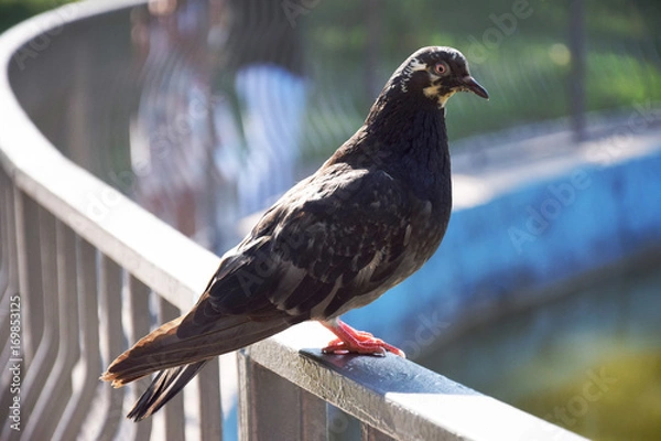 Obraz Животные (Птицы)