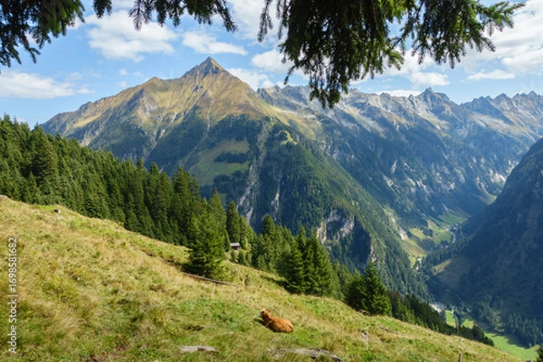 Fototapeta Blick in die Alpen mit einer liegenden Kuh auf der Bergwiese