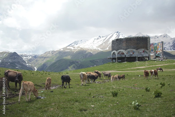 Obraz Cows lined on the way to the monument