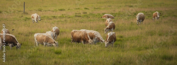 Fototapeta Cows in the field  