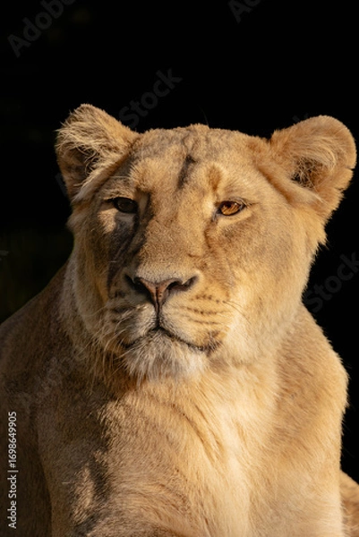 Fototapeta Lion in the setting sun