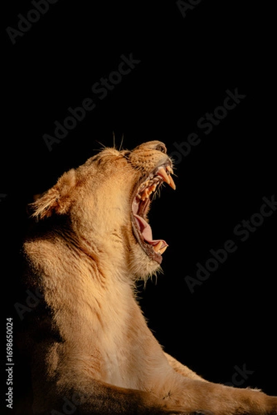 Obraz Lion in the setting sun