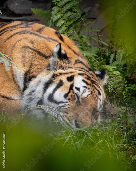 Fototapeta Napping tiger