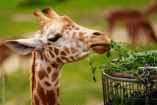 Obraz Giraffe eating in a zoo.  Planckendael zoo, Mechelen, Flanders, Belgium