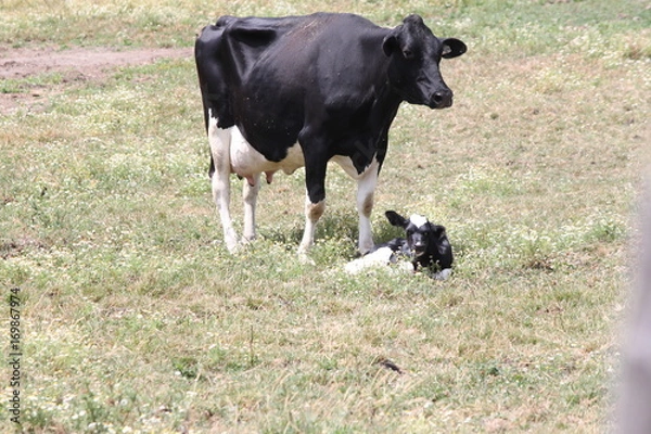 Obraz Holstein cow and calf in a small enclosed area in early summer. 




