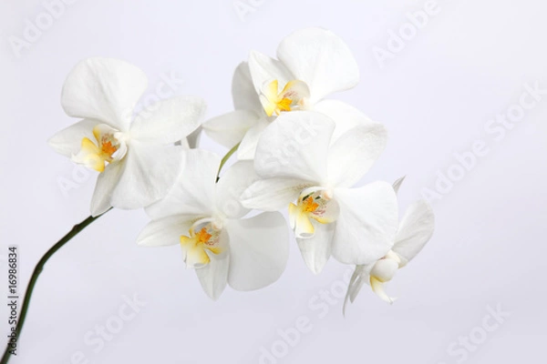 Fototapeta Beautiful orchids