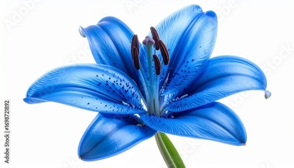 Fototapeta Vibrant blue lily with six petals, speckled gradients, and visible stamens and pistil, set against a white background.
