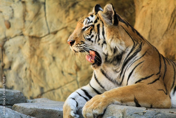 Obraz A Big tiger is yawning in the zoo