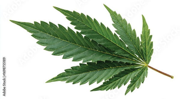 Fototapeta Macro shot of a single cannabis leaf on a white background showcasing its intricate texture and vibrant green color