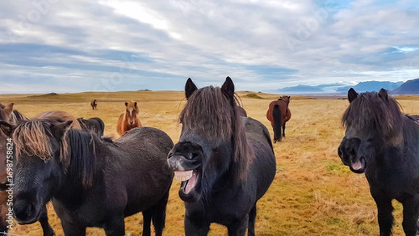 Obraz A hilarious Icelandic horse appears to be laughing or yawning with mouth wide open, showing teeth in a comical expression, while standing in a field with herd in the beautiful Icelandic countryside