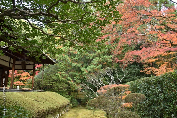 Obraz 妙心寺塔頭　桂春院　秋の真如の庭(京都市右京区)